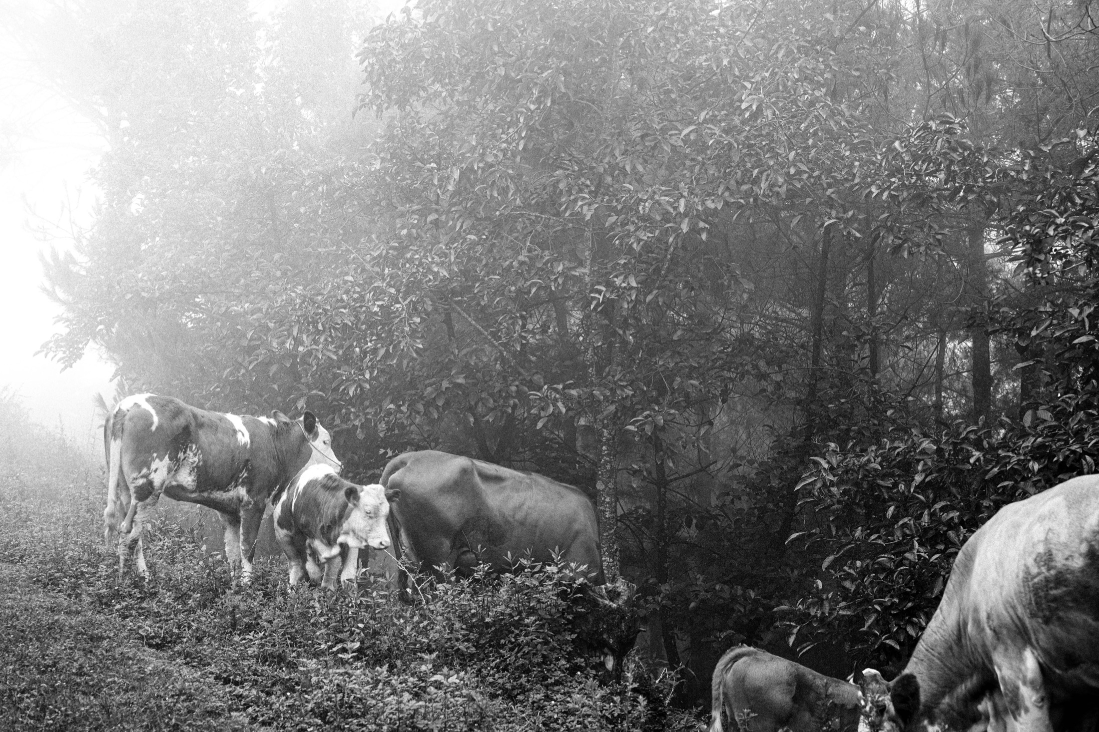 Liangshan Yi cultural fieldwork